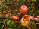 Chaenomeles 1