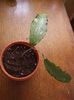 Hoya erythrina 14.04.2013