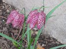 DSCN0382