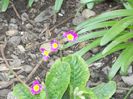 DSCN0384