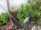 DSCN0396