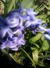 Fotografii-0096