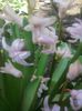 Fotografii-0099