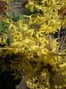 forsythia