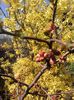 forsythia