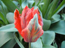 Tulipa Giant Parrot (2013, April 14)