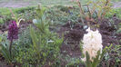 SAM_0032