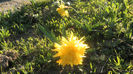 SAM_0036
