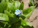 Myosotis alpestris (2013, April 14)