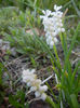 Muscari botryoides Album (2013, Apr.14)