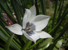 Tulip Alba Coerulea Oculata (2013, Apr.14)