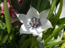 Tulip Alba Coerulea Oculata (2013, Apr.14)