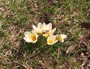 crocus cu albinute