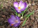 crocus