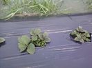 P30-03-13_17.01[2]