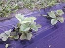 P14-04-13_07.35[1]