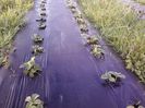 P14-04-13_07.36[3]