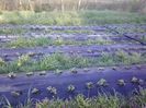 P14-04-13_07.36[4]