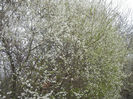 Cherry Plum Blossom (2013, April 12)