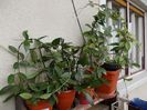 DSCN0379