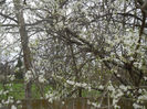 Cherry Plum Blossom (2013, April 12)