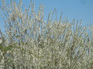 Cherry Plum Blossom (2013, April 13)