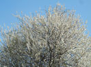 Cherry Plum Blossom (2013, April 13)