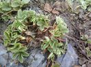 P31-03-13_10.19[1]