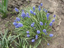 muscari