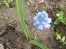 muscari azureum