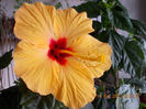 14 aprilie 2013-flori 002