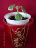 plectranthus forsteri