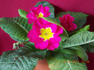 14 aprilie 2013-flori 018