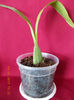 14 aprilie 2013-flori 032