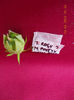 14 aprilie 2013-flori 037
