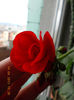 14 aprilie 2013-flori 044