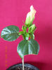 14 aprilie 2013-flori 048