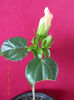14 aprilie 2013-flori 047