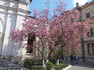 magnolii de Biserica Sf Nectarie