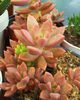 Graptosedum ''bronze''