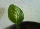 Dieffenbachia Uriasa 5RON