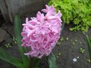 DSCN5184