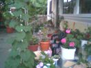 Fotografii-0151