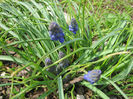 Muscari