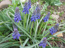 Muscari