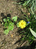 Doronicum orientale 'Magnificum'