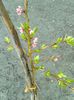 piersic de august de la Nea Sorel anul 2 , flori campanulate