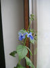 clerodendron ugandese