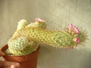 Mamillaria elongata