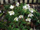 Helleborus-niger